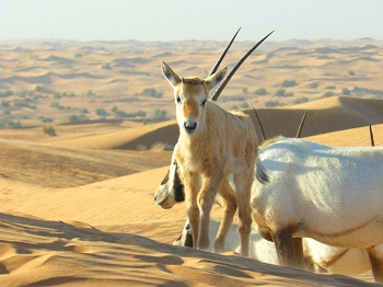 Juvenile oryx