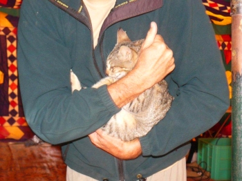 A sedated Gordons' wildcat