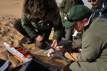 Measuring a sedated Gordons' wildcat