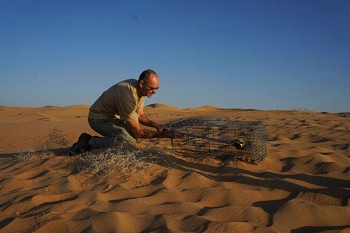 Baiting a trap for Gordons wildcat (they like chilly tuna!)