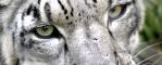 Snow leopard face