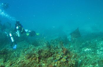 Survey team & eagle ray