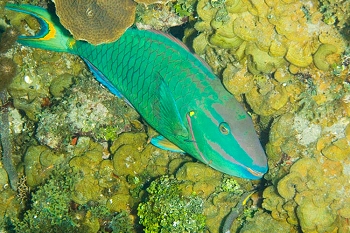 Reef life