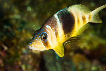 Reef life
