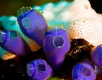 Tunicates