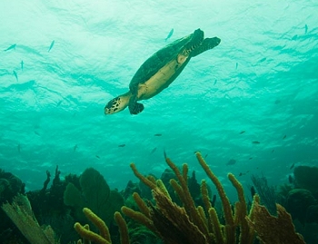 Reef life