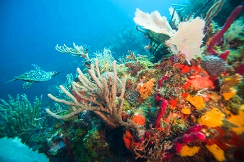 Reef & turtle