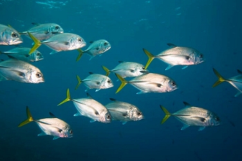 Reef life