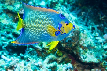 Reef life