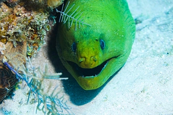 Reef life