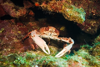Reef life