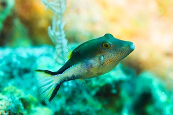 Reef life