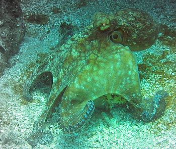 Octopus