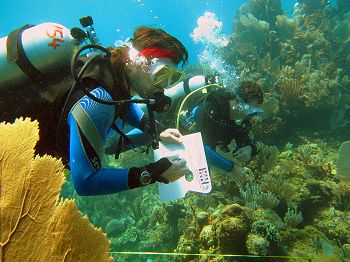 Surveying the reef