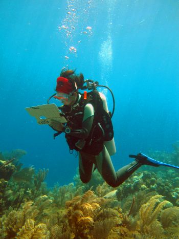 Surveying the reef