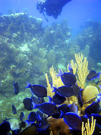 Reef creatures