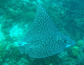 ray