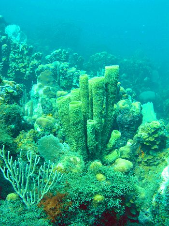 Reef