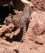 Leopard