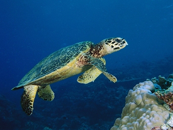 Local megafauna - hawksbill turtle