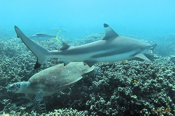 Local megafauna - black tip reef shark (and turtle)
