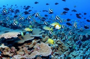 The reef