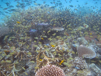 The reef