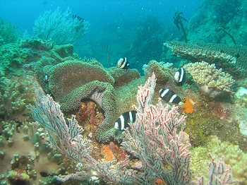 The reef
