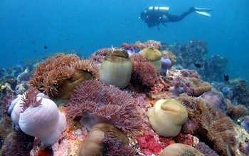 The reef