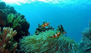 Reef life