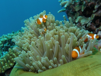 Reef