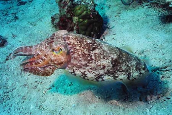 Reef life