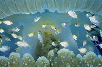 Reef life