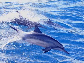 Dolphins