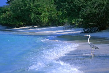 Maldives