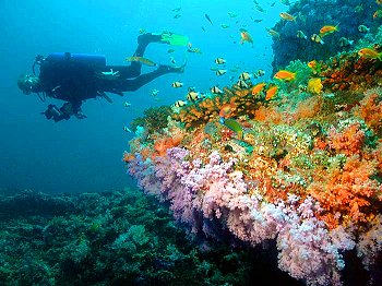 Reef