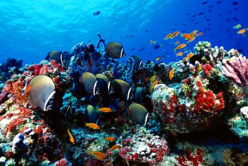 Reef