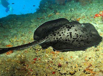 Reef life