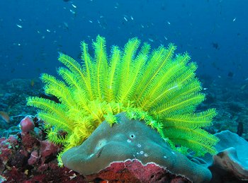 Reef life