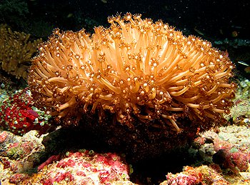 Reef life