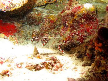 Reef life