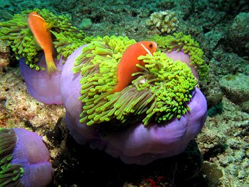 Reef life