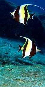 Reef life