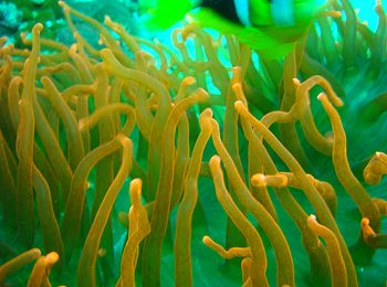 Reef