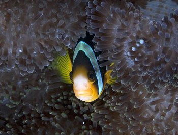 Reef