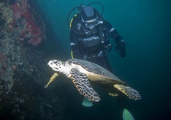 Reef life