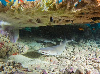 Reef life