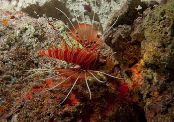 Reef life