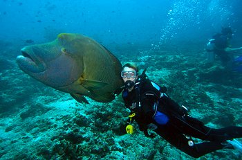Reef life