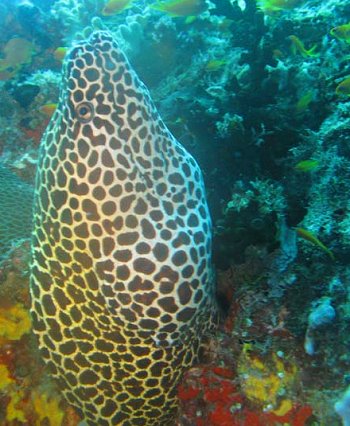 Reef life